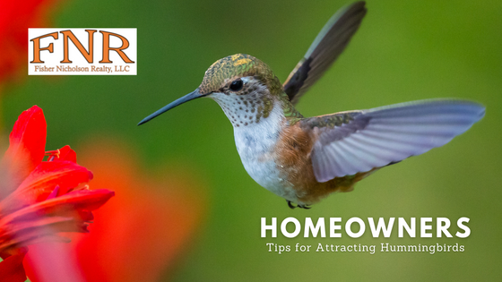 Attracting Hummingbirds - Homeowners - Fisher Nicholson Realty