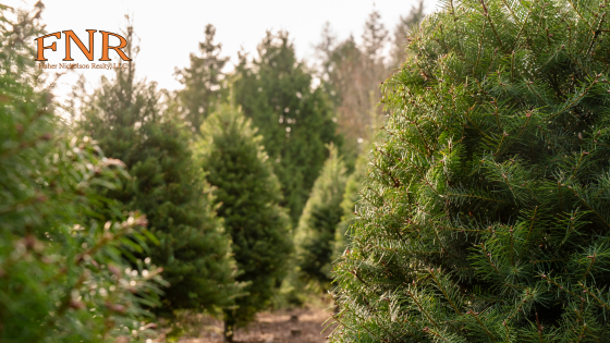 Holidays 2025: Your Guide to Selecting and Maintaining a Real Tree | Fisher Nicholson Realty