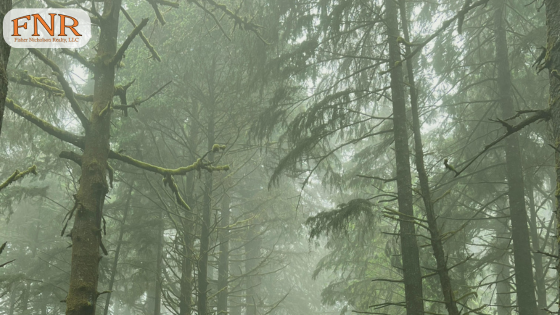 Buyers: Insurance Considerations for Homes Near Wildland Areas | Fisher Nicholson Realty