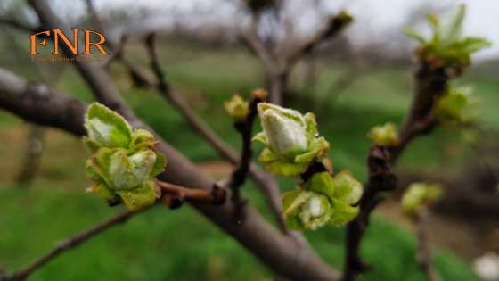 Homeowners: Preparing Yards and Driveways for Spring Thaw | Fisher Nicholson Realty