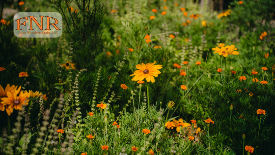 Wildflower Walks and Nature Trails Around the Klamath Basin | Fisher Nicholson Realty